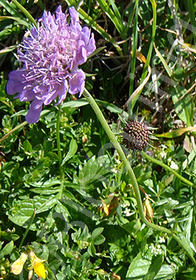 Scabiosa lucida                         